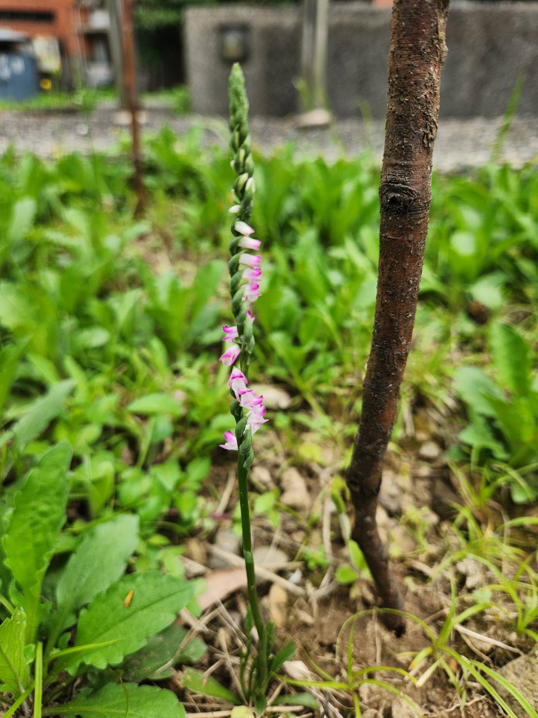 銘傳校園綬草現蹤！珍稀原生蘭悄然綻放見證生態環境的永續共生– Ming Chuan Weekly 銘傳一週