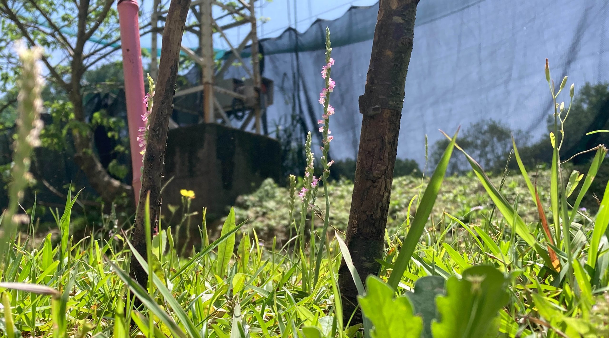 銘傳校園綬草現蹤！珍稀原生蘭悄然綻放見證生態環境的永續共生– Ming Chuan Weekly 銘傳一週